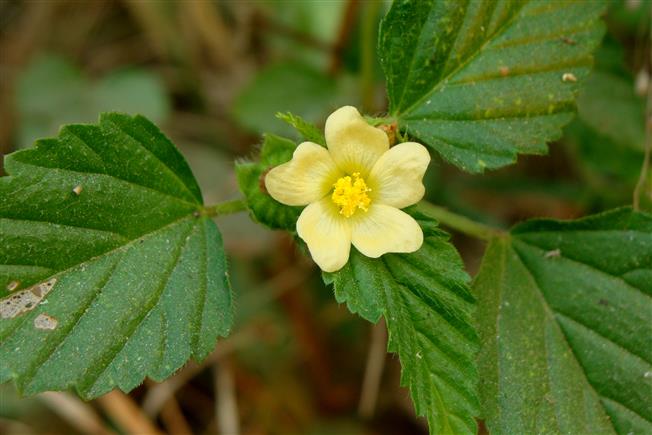 Malvastrum coromandelianum